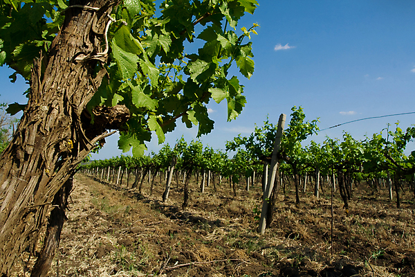 포토 JPG 해외이미지 식물 잎 농업 자연 하늘 포도 파노라마 풍경 사람없음 야외 가로 햇빛 성장 땅 조경 포도밭 포도나무 넘어짐 멀티 양조장 줄서기 수평선 해외포토 산업 밭 과일 모션 촬영기법 태양 과일나무 생태계 파일형식 이미지허브