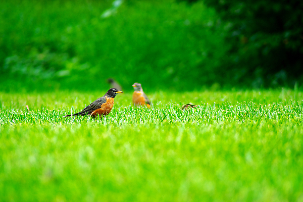 포토 JPG 해외이미지 동물 한마리 응시 야생동물 곤충 북아메리카 밭 날개 오렌지 노래 자연 조류 서기 잔디 사람없음 야외 빨간색 뷰티 노란색 미국 회색 관찰 가슴 먹기 깃털 꼬리 사냥 부리 교외 뒤뜰 땅바닥 수유 해외포토 식물 1 시선 음악 컬러 농업 과일 모션 바닥 아메리카 신체부위 생태계 파일형식 이미지허브