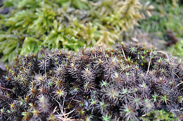 포토 JPG 해외이미지 식물 디자인 계절 공원 야생동물 선 잎 자연 추상 이끼 사람없음 야외 빨간색 초록색 노란색 환경 정원 흙 봄 젖음 신선 작음 묘사 유기농 내추럴 구성 생태학 해외포토 동물 웰빙 공공시설 교육 컬러 무늬 크기 생태계 파일형식 이미지허브