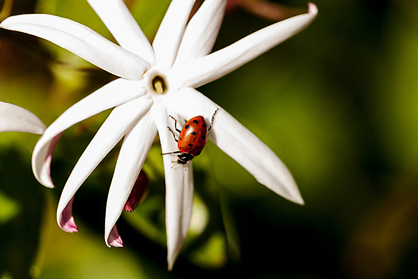 포토 JPG 해외이미지 야생동물 곤충 자연 사람없음 빨간색 정원 벌레 딱정벌레 무당벌레 해외포토 동물 컬러 생태계 파일형식 이미지허브