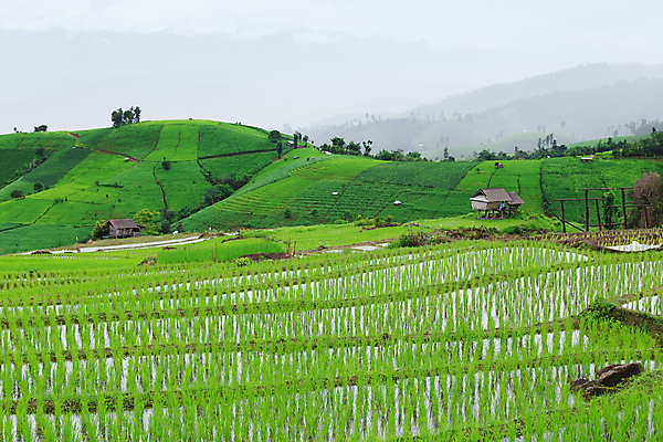 포토 JPG 해외이미지 식물 아시아 문화 지구 음식 여행 백그라운드 패턴 농업 태국 자연 밥 산 동양인 사람없음 초록색 물 농작물 농장 농경지 계곡 수확 안개 성장 시골 오두막 땅 언덕 유기농 시골집 논밭 밭일 생태학 해외포토 자연요소 웰빙 교육 나라 산업 컬러 무늬 밭 날씨 주택 논 인종 생태계 파일형식 이미지허브
