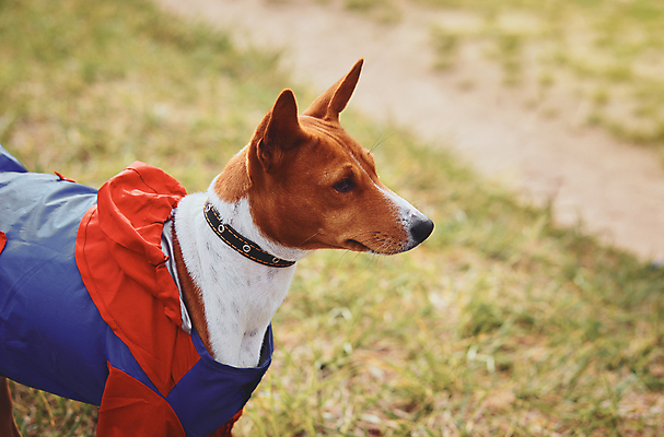 포토 JPG 해외이미지 응시 옷 안경 새끼 생각 장난 포유류 놀이 날씨 따뜻함 서기 앉기 정장 사람없음 야외 반려동물 걷기 상점 산책 코트 기다림 유머 개 강아지 혀 손목시계 만족 코 옷입기 비글 온도 잭 송곳니 기르기 유래 해외포토 동물 시선 잡화 감정 시계 장신구 모션 휴식 신체부위 외투 입 치아 돌봄 파일형식 이미지허브