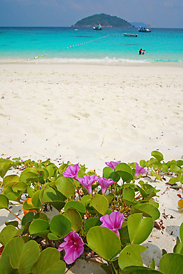 포토 JPG 해외이미지 나무 구름 커플 계절 아시아 모래 파도 바다 섬 여행 태국 하늘 휴가 산 풍경 사람없음 야외 초록색 물 여름 파란색 태양 뷰티 활발 흰색 보트 스노클링 산호 크리스탈 다이빙 안다만 터키석 파라다이스 해외포토 자연요소 식물 나라 컬러 컨셉 배_교통 관계 수영 수상스포츠 자포동물 광석 보석 수중스포츠 파일형식 이미지허브