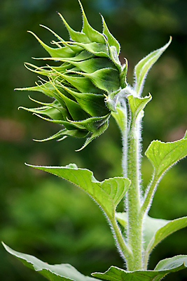포토 JPG 해외이미지 식물 꽃잎 꽃 백그라운드 자연 해바라기 씨앗 사람없음 여름 뷰티 노란색 그림 해외포토 계절 컬러 생태계 파일형식 이미지허브