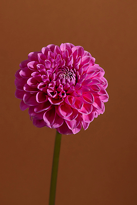 포토 JPG 해외이미지 식물 꽃잎 꽃 분홍색 꽃다발 백그라운드 잎 꽃무늬 패턴 오렌지 자연 벽지 사람없음 야외 장식 빨간색 초록색 컬러풀 뷰티 노란색 머리 정원 보라색 봄 활발 벚꽃 흰색 신선 개화 닫기 달리아 묘사 싱글 원예 내추럴 해외포토 계절 컬러 컨셉 무늬 과일 모션 취미 신체부위 생태계 파일형식 이미지허브