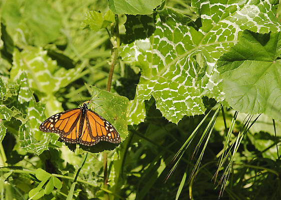포토 JPG 해외이미지 나비 곤충 오렌지 사람없음 컬러풀 검은색 흰색 캘리포니아 2월 해외포토 동물 컬러 과일 미국 날짜 파일형식 이미지허브