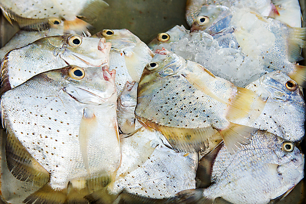 포토 JPG 해외이미지 동물 음식 바다 백그라운드 재료 자연 낚시 건강 육류 어류 요리 사람없음 빨간색 물 파란색 판매 세일 쌓기 상점 냉동 식사 저녁식사 추위 지성 흰색 신선 잡기 시장 은색 상품 해산물 준비 날것 지역 단백질 소금물 해외포토 자연요소 컬러 식재료 모션 레저 수중동물 생태계 영양소 파일형식 이미지허브