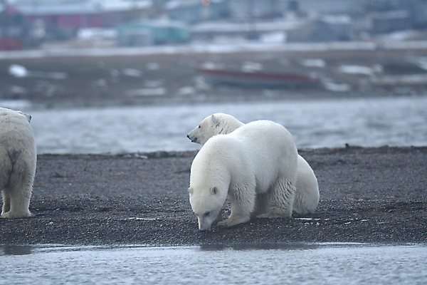 포토 JPG 해외이미지 주간 야생동물 곰 세마리 사람없음 야외 아웃포커스 북극곰 백곰 해외포토 자연요소 동물 포유류 촬영기법 3 파일형식 이미지허브