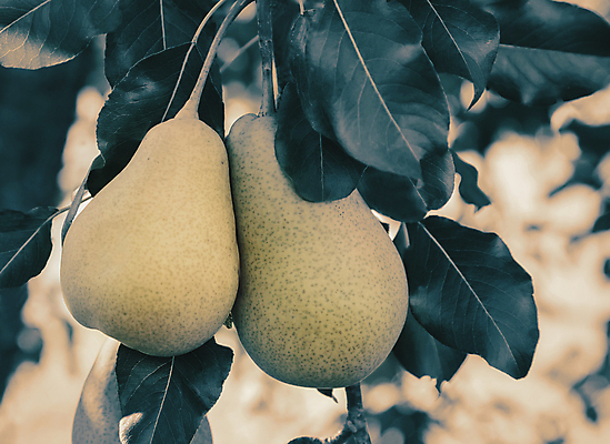 포토 JPG 해외이미지 계절 자연 사람없음 야외 맑음 성장 조경 건강식 화창 카피스페이스 해외포토 음식 날씨 공백 생태계 파일형식 이미지허브