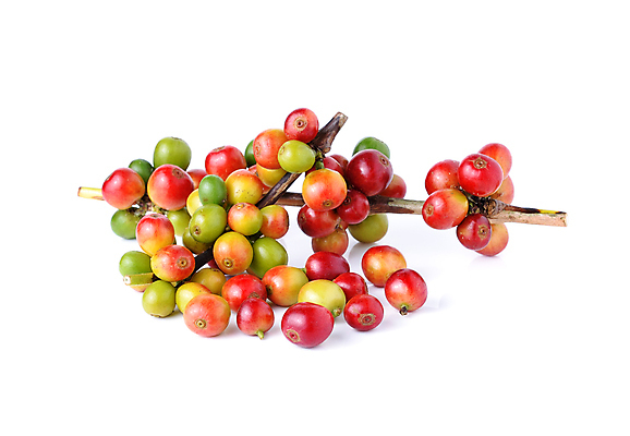 포토 JPG 해외이미지 식물 열매 산업 커피 음료 음식 백그라운드 잎 농업 과일 자연 콩 씨앗 사람없음 빨간색 농장 갈색 검은색 어둠 에너지 수확 흰색 신선 닫기 맛 흥분 유기농 질감 날것 에스프레소 내추럴 밭일 숙성 오리지널 카페인 맛있는 해외포토 웰빙 감정 컬러 컨셉 모션 곡류 생태계 파일형식 이미지허브