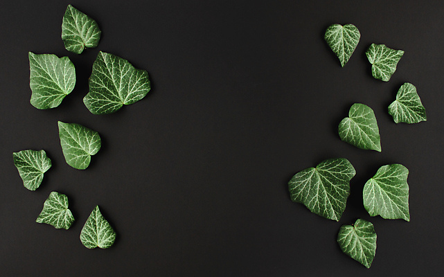 포토 JPG 해외이미지 나무 식물 디자인 단풍 잎 꽃무늬 검은배경 추상 프레임 사람없음 장식 초록색 공백 성장 신선 환경보전 원예 질감 엽서 아이비 내추럴 플랫레이 카피스페이스 해외포토 꽃 컬러 백그라운드 무늬 취미 검은색 플랫 편지 사회이슈 파일형식 이미지허브