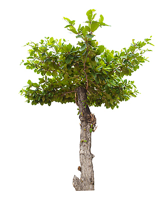 포토 JPG 해외이미지 나무 식물 계절 줄기 백그라운드 낙엽 잎 자연 사람없음 야외 목재 초록색 환경 봄 성장 덮개 흰색 나뭇가지 신선 고독 숲 큼 자르기 에코 유기농 나무껍질 내추럴 고립 생태학 엘리먼트 그리너리 해외포토 웰빙 교육 감정 컬러 재료 모션 뚜껑 껍질 크기 생태계 파일형식 트랜드컬러 이미지허브