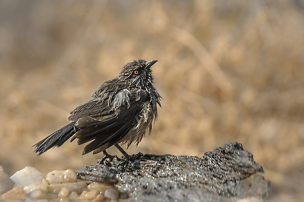 포토 JPG 해외이미지 동물 야생동물 포즈 모션 아프리카 자연 조류 국립공원 사람없음 가로 관광지 보호 사파리 깃털 흔들림 몸단장 남아프리카 보츠와나 보호구역 해외포토 공원 나라 여행 컨셉 생태계 구역 파일형식 이미지허브