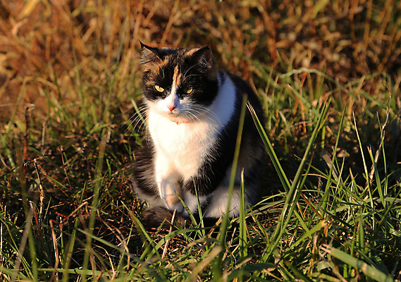 포토 JPG 해외이미지 동물 공원 백그라운드 잎 장난 포유류 발 놀이 수염 주택 털 사람없음 빨간색 초록색 파란색 반려동물 머리 점프 고양이 줄무늬 회색 흰색 표현 닫기 작음 꼬리 솜털 수의사 동물상 발톱 해외포토 식물 공공시설 컬러 무늬 모션 건물 신체부위 조형물 의사 크기 파일형식 이미지허브