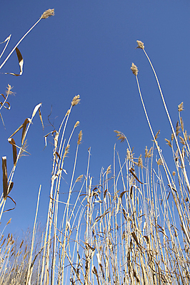 포토 JPG 해외이미지 식물 하늘 건조 사람없음 파란색 봄 변소 해외포토 계절 컬러 파일형식 이미지허브
