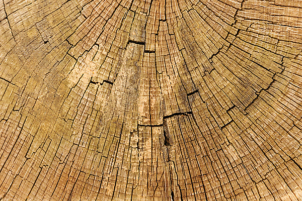 포토 JPG 해외이미지 나무 계절 공원 여행 잎 자연 산 이끼 사람없음 야외 초록색 빛 노란색 환경 낭만 껍질 시골 반지 황금 숲 속도 질감 나무껍질 내추럴 전국 해외포토 식물 공공시설 컬러 컨셉 장신구 생태계 파일형식 이미지허브