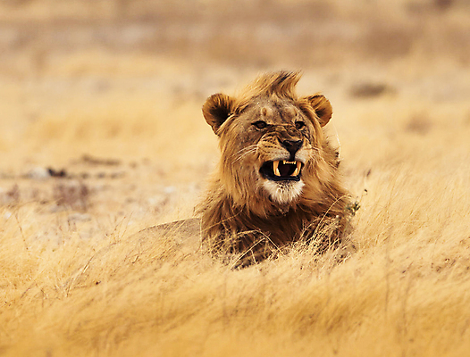 포토 JPG 해외이미지 여행 사람없음 여행객 잠비아 해외포토 아프리카 사람 파일형식 이미지허브