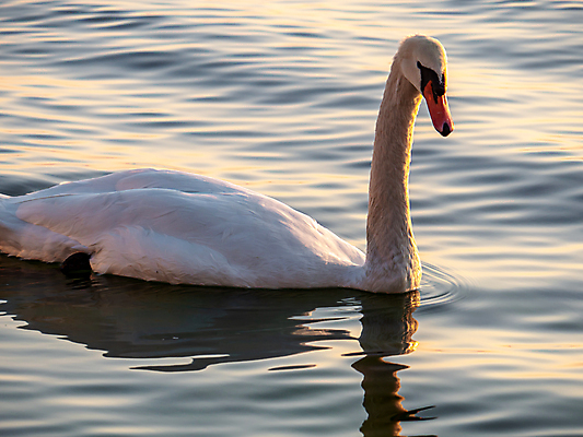 포토 JPG 해외이미지 동물 호수 물결 야생동물 백그라운드 날개 자연 조류 사랑 사람없음 야외 가로 물 파란색 강 뷰티 반사 평화 귀여움 수영 침묵 자유 흰색 연못 우아함 고독 순수 깃털 부리 백조 목 단아함 웅장함 해외포토 자연요소 감정 컬러 컨셉 신체부위 소리 수상스포츠 생태계 파일형식 이미지허브