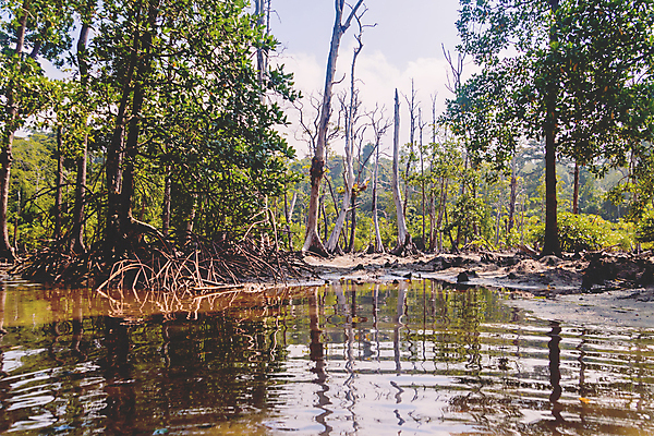 포토 JPG 해외이미지 나무 식물 아시아 호수 바다 섬 여행 백그라운드 잎 태국 자연 안테나 풍경 사람없음 목재 초록색 물 뷰티 반사 갈색 환경 흰색 나뭇가지 죽음 개울 보호 숲 생태계 생물학 뿌리 소금 화석 내추럴 드론 썩음 옛날 해외포토 자연요소 교육 나라 컬러 컨셉 재료 통신 강 파일형식 이미지허브