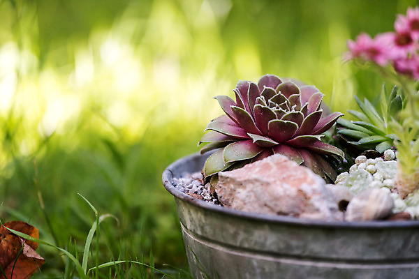 포토 JPG 해외이미지 식물 디자인 공원 꽃 화분 잎 꽃무늬 패턴 건강 사람없음 장식 초록색 여름 컬러풀 정원 성장 신선 유기농 구성 그리너리 해외포토 웰빙 계절 공공시설 컬러 무늬 파일형식 트랜드컬러 이미지허브