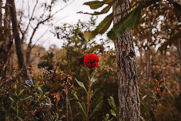 포토 JPG 해외이미지 식물 꽃잎 꽃 줄기 백그라운드 잎 꽃무늬 자연 산 사람없음 빨간색 초록색 빛 뷰티 머리 정원 봄 들꽃 성장 벚꽃 나뭇가지 개화 호주 숲 자주색 관목 원예 내추럴 고립 전국 해외포토 나무 계절 컬러 무늬 취미 신체부위 오세아니아 생태계 파일형식 이미지허브