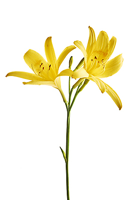 포토 JPG 해외이미지 식물 꽃잎 꽃 줄기 꽃다발 2 꽃무늬 자연 사람없음 장식 세로 초록색 여름 노란색 정원 봄 벚꽃 흰색 축하 우아함 백합 꽃집 묘사 꽃가루 고립 해외포토 계절 컬러 컨셉 무늬 상점 가루 생태계 파일형식 이미지허브