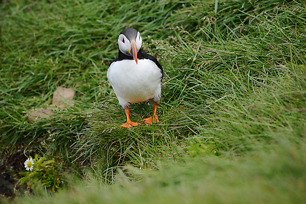 포토 JPG 해외이미지 주간 한마리 조류 사람없음 야외 소프트포커스 퍼핀 해외포토 자연요소 동물 1 촬영기법 파일형식 이미지허브