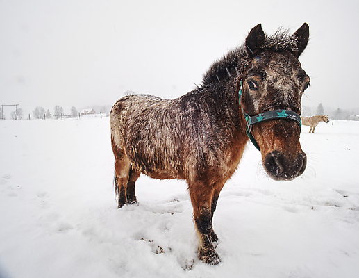 포토 JPG 해외이미지 나무 계절 공원 꽃 분홍색 여행 자연 휴가 산 풍경 초원 사람없음 야외 초록색 여름 파란색 반려동물 갈색 계곡 봄 하이킹 트럭 벚꽃 시골 개화 숲 땀 네팔 내추럴 전국 절정 히말라야 해외포토 식물 동물 공공시설 아시아 컬러 자동차 레저 생태계 파일형식 산맥 이미지허브