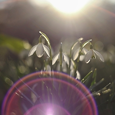 포토 JPG 해외이미지 식물 구름 계절 꽃잎 꽃 야생동물 백그라운드 잎 겨울 꽃무늬 밭 자연 새로움 거리 초원 사람없음 초록색 햇빛 태양 뷰티 정원 봄 성장 벚꽃 흰색 신선 개화 숲 보케 체코 내추럴 스노드롭 헌병 해외포토 자연요소 동물 유럽 컬러 컨셉 무늬 농업 군인 생태계 파일형식 이미지허브