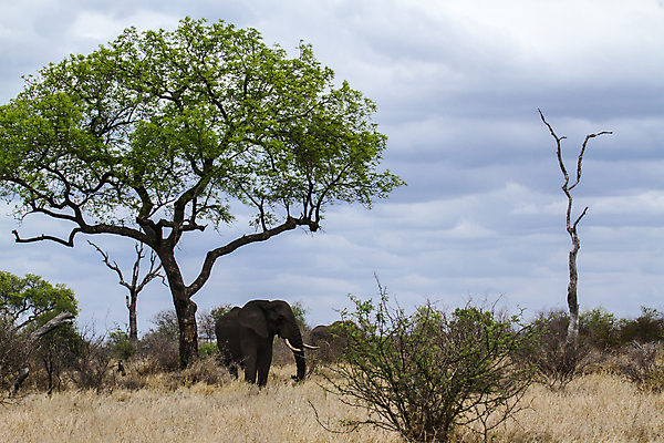 포토 JPG 해외이미지 나무 동물 야생동물 포유류 아프리카 자연 코끼리 국립공원 풍경 사람없음 가로 보호 사파리 서식지 남아프리카 보호구역 해외포토 식물 공원 나라 컨셉 생태계 구역 파일형식 이미지허브