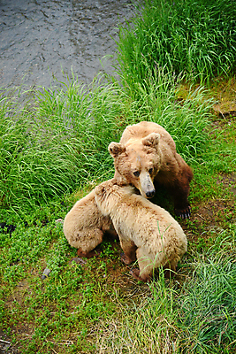 포토 JPG 해외이미지 주간 야생동물 새끼 곰 세마리 사람없음 야외 어미곰 해외포토 자연요소 동물 포유류 3 파일형식 이미지허브