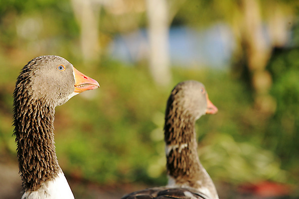 포토 JPG 해외이미지 동물 호수 야생동물 자연 조류 오리 사람없음 물 흰색 연못 그룹 깃털 부리 거위 물새 동물상 해외포토 자연요소 컬러 조형물 생태계 파일형식 이미지허브