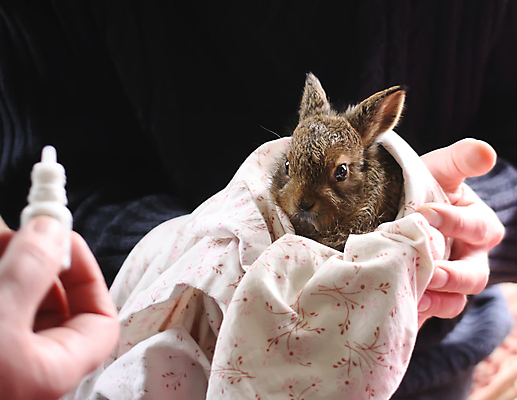 포토 JPG 해외이미지 한마리 손 백그라운드 실내 들기 신체부위 갈색 토끼 병 천 감싸기 해외포토 1 식기 컬러 포유류 모션 사람 내부 반려동물 직물 파일형식 이미지허브
