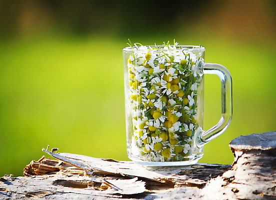 포토 JPG 해외이미지 식물 꽃 음료 음식 백그라운드 잎 신체 가족 자연 유리 휴식 건조 건강 사람없음 컵 초록색 여름 뷰티 약 노란색 머리 침묵 흰색 신선 차 먹기 허브 심볼 데이지 돌봄 캐모마일 해외포토 식기 계절 컬러 컨셉 의학 관계 모션 재질 신체부위 소리 생태계 파일형식 이미지허브