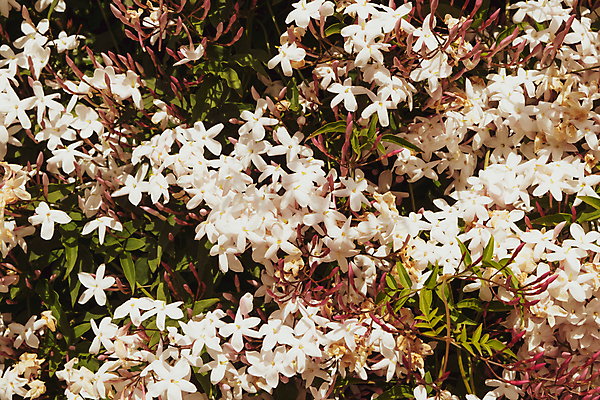 포토 JPG 해외이미지 식물 꽃잎 꽃 음료 꽃다발 백그라운드 잎 꽃무늬 자연 탁자 건강 사람없음 목재 장식 컵 초록색 뷰티 약 노란색 정원 봄 벚꽃 흰색 나뭇가지 신선 개화 우아함 다발 허브 유기농 아로마 내추럴 고립 해외포토 나무 식기 웰빙 계절 컬러 가구 컨셉 무늬 재료 의학 생태계 파일형식 이미지허브