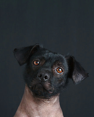 포토 JPG 해외이미지 동물 1 전통 응시 남자 백그라운드 생각 텍스트 포유류 자연 실내 앉기 사람없음 세로 반려동물 갈색 머리 우주 검은색 닫기 개 강아지 묘사 슛 갸우뚱 섞기 페루 헬프 해외포토 시선 컬러 모션 사람 내부 신체부위 도움 남아메리카 생태계 파일형식 이미지허브