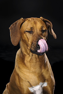 포토 JPG 해외이미지 스튜디오촬영 동물 척추동물 한마리 1 행복 백그라운드 포유류 검은배경 앉기 사람없음 옆모습 세로 반려동물 믿음 듣기 개 핥기 큼 혀 호기심 코 꼬리 사냥개 귀 송곳니 고립 주목 혼자 해외포토 감정 뷰포인트 컨셉 모션 실내 신체부위 검은색 입 치아 크기 파일형식 이미지허브