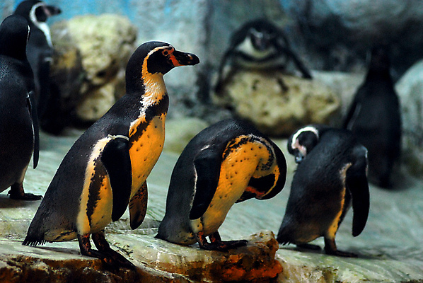 포토 JPG 해외이미지 동물 야생동물 바다 자연 조류 동물원 사람없음 귀여움 4 그룹 남극 펭귄 내추럴 동물상 해외포토 컨셉 조형물 숫자 극지방 생태계 파일형식 이미지허브
