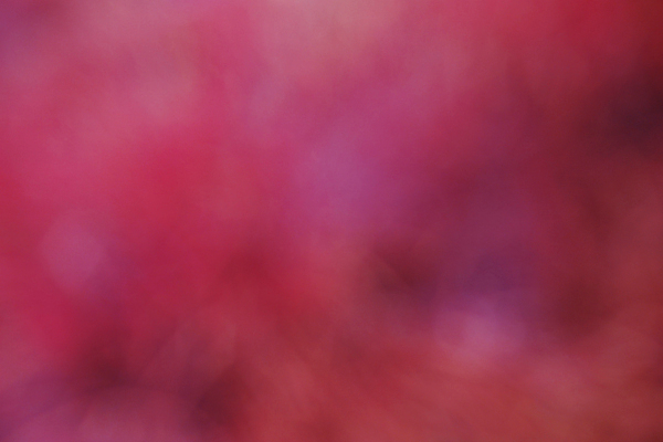 포토 JPG 해외이미지 백그라운드 사람없음 심플 블러 트렌드컬러 비바마젠타 해외포토 컬러 파일형식 이미지허브