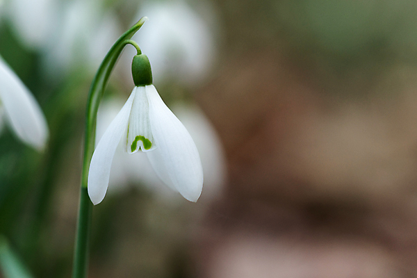 포토 JPG 해외이미지 식물 계절 꽃잎 꽃 잎 겨울 자연 사람없음 야외 아웃포커스 초록색 갈색 봄 성장 벚꽃 흰색 신선 개화 숲 헌병 해외포토 컬러 촬영기법 군인 생태계 파일형식 이미지허브
