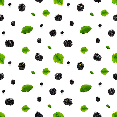 포토 JPG 해외이미지 잎 패턴 사람없음 흰배경 블랙베리 해외포토 식물 백그라운드 무늬 과일 흰색 파일형식 이미지허브