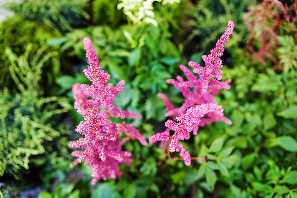 포토 JPG 해외이미지 식물 디자인 계절 공원 꽃잎 꽃 분홍색 꽃다발 백그라운드 잎 꽃무늬 패턴 자연 사랑 사람없음 장식 빨간색 초록색 컬러풀 뷰티 장미 노란색 정원 보라색 봄 벚꽃 흰색 신선 개화 다발 배열 심볼 원예 조경 쇼 내추럴 정중 해외포토 공공시설 감정 컬러 컨셉 무늬 취미 생태계 파일형식 이미지허브