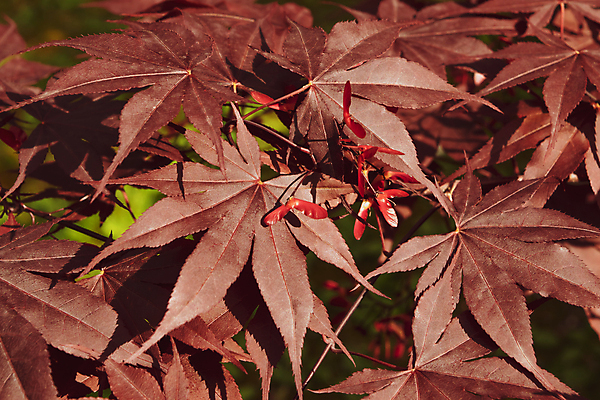 포토 JPG 해외이미지 나무 식물 디자인 계절 공원 아시아 백그라운드 단풍 잎 패턴 오렌지 자연 사람없음 야외 장식 빨간색 초록색 빛 컬러풀 햇빛 뷰티 노란색 환경 정원 일본 봄 나뭇가지 숲 질감 내추럴 고립 해외포토 공공시설 나라 컬러 무늬 과일 태양 생태계 파일형식 이미지허브