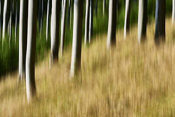 포토 JPG 해외이미지 나무 식물 디자인 계절 실루엣 백그라운드 컨셉 패턴 모션 상상 자연 추상 기술 미술 사람없음 야외 가로 초록색 컬러풀 가을 숲 그늘 신비 그림 질감 보케 내추럴 블러 효과 해외포토 컬러 무늬 문화예술 촬영기법 생태계 파일형식 이미지허브