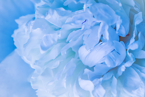 포토 JPG 해외이미지 식물 디자인 꽃잎 꽃 꽃다발 결혼 백그라운드 컨셉 꽃무늬 자연 추상 휴가 사람없음 파란색 빛 환경 봄 낭만 성장 벚꽃 흰색 신선 신용카드 개화 선택 질감 아로마 초대 부드러움 향 아로마테라피 내추럴 창백 작약 해외포토 계절 컬러 무늬 이벤트 금융 감각 생태계 테라피 파일형식 이미지허브