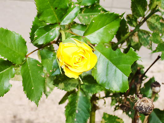 포토 JPG 해외이미지 식물 계절 꽃잎 꽃 줄기 분홍색 꽃다발 백그라운드 잎 꽃무늬 밭 오렌지 자연 국화 사람없음 야외 빨간색 초록색 태양 뷰티 장미 정원 봄 성장 벚꽃 흰색 축하 신선 작음 묘사 원예 장면 부드러움 내추럴 깊이 영원 많음 해외포토 자연요소 컬러 컨셉 무늬 농업 과일 취미 감각 크기 생태계 파일형식 이미지허브