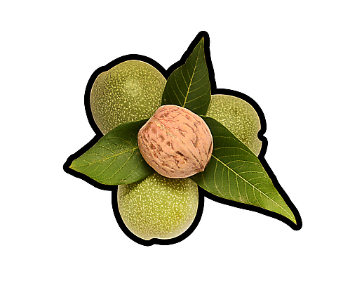 포토 JPG 해외이미지 모양 전통 계절 음식 잎 다이어트 디저트 건강 사람없음 치료 견과류 껍질 흰색 맛 혼합 먹기 알맹이 호두 고립 치료제 맛있는 해외포토 식물 컬러 컨셉 의학 모션 약 파일형식 이미지허브