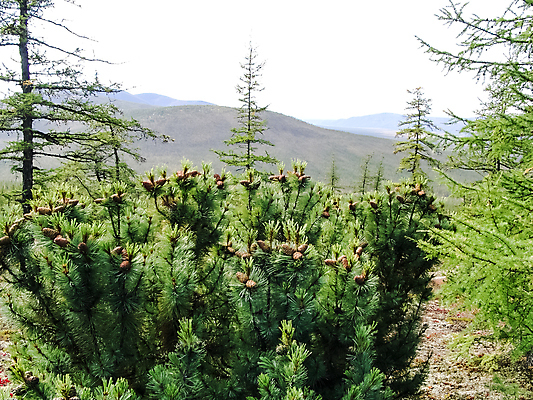 포토 JPG 해외이미지 아시아 도로 여행 교통시설 자연 산 사람없음 강 하이킹 수리 북극 러시아 트랙터 북쪽 짐차 슬로프 스카이라인 시베리아 절정 흙길 유라시아 해외포토 유럽 나라 길 교통 자동차 레저 스키장 흙 농기계 극지방 방향 시설 생태계 특수차량 파일형식 이미지허브