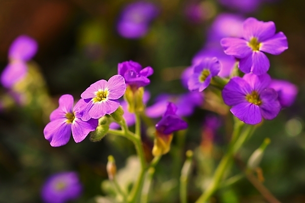 포토 JPG 해외이미지 식물 계절 꽃잎 꽃 분홍색 백그라운드 잎 꽃무늬 패턴 자연 불꽃 사람없음 야외 장식 초록색 여름 컬러풀 뷰티 정원 보라색 봄 벚꽃 가을 흰색 신선 개화 닫기 제비꽃 원예 화단 내추럴 영원 해외포토 컬러 무늬 모션 불 취미 생태계 파일형식 이미지허브