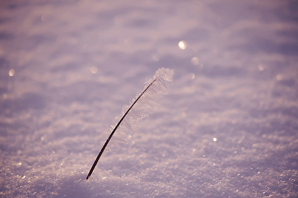 포토 JPG 해외이미지 템플릿 계절 조각 백그라운드 크리스마스 겨울 패턴 자연 날씨 휴가 그림자 경사 사람없음 야외 파란색 빛 반짝임 태양 평화 일출 맑음 얼음 침묵 추위 흰색 신선 눈송이 언덕 서리 모음 솜털 눈내림 해외포토 자연요소 기념일 컬러 컨셉 무늬 모션 눈_날씨 한글 노을 소리 생태계 파일형식 이미지허브